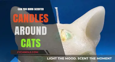 Are Scented Candles Safe for Cats? What Pet Owners Should Know