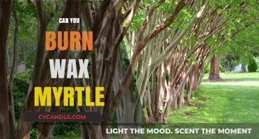 Burning Wax Myrtle: Safety, Uses, and Environmental Considerations Explained