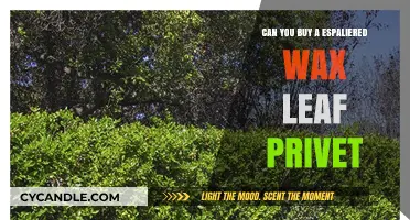 Where to Buy Espaliered Wax Leaf Privet: A Comprehensive Guide