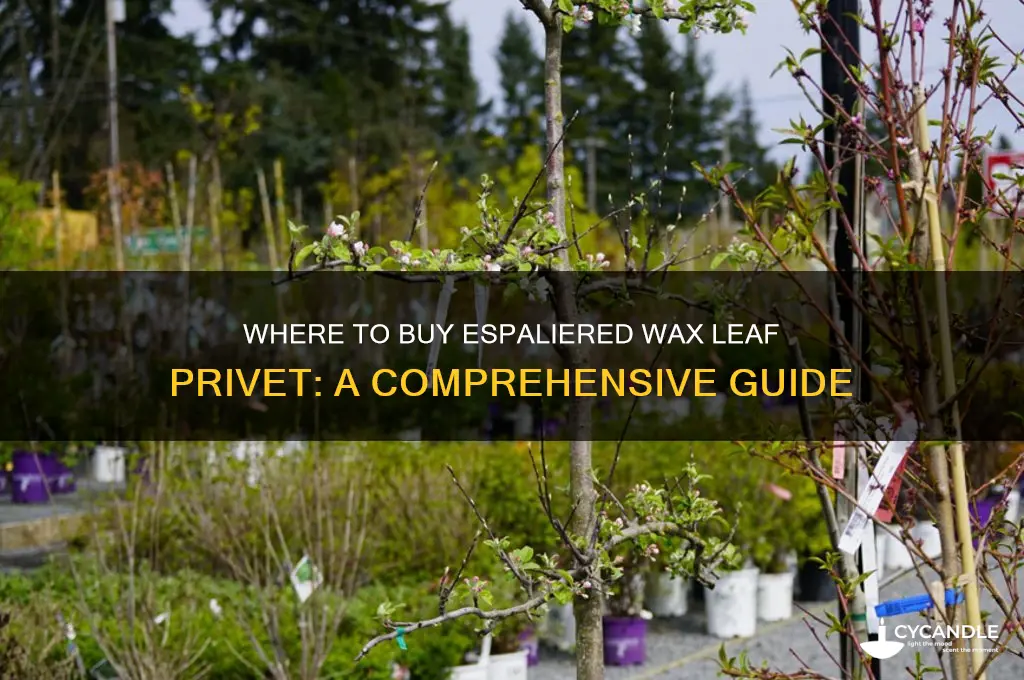 can you buy a espaliered wax leaf privet