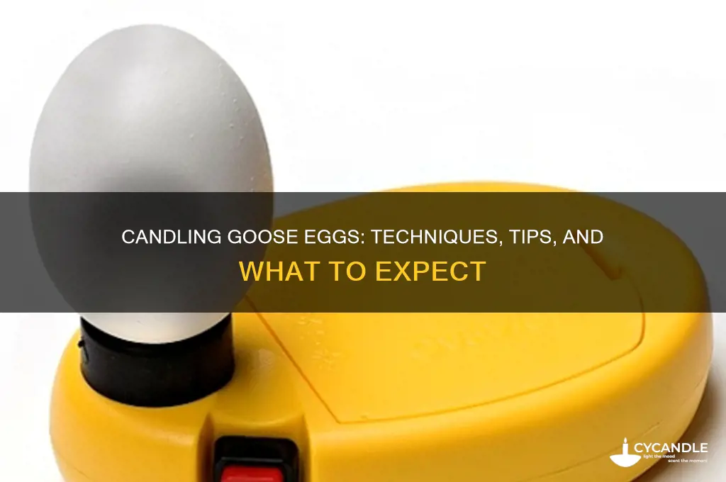 can you candle a goose egg