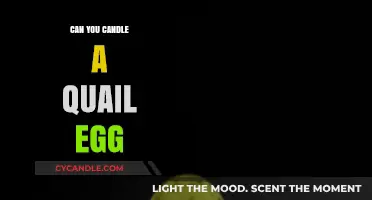 Candling Quail Eggs: A Beginner's Guide to Checking Fertility