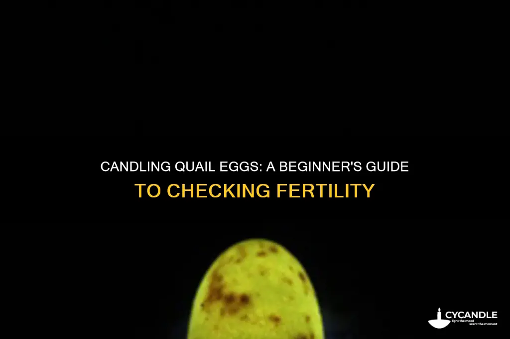 can you candle a quail egg
