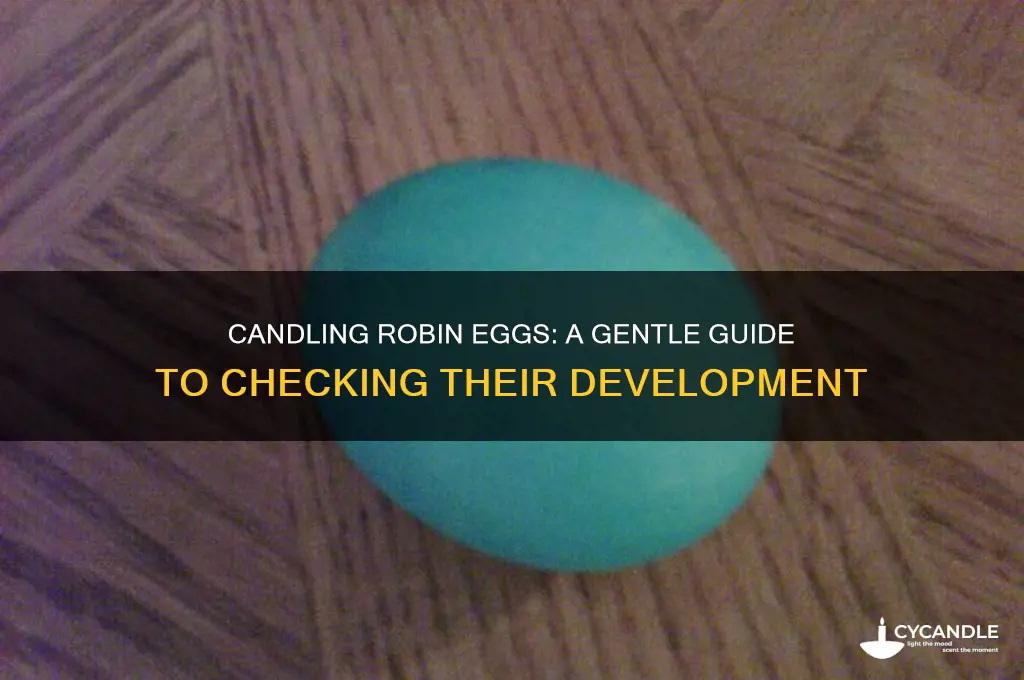 can you candle a robin egg