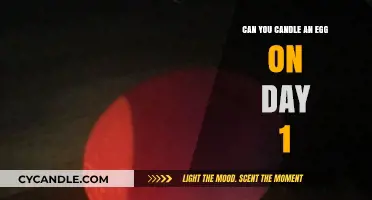 Candling Eggs on Day 1: Is It Possible and How?