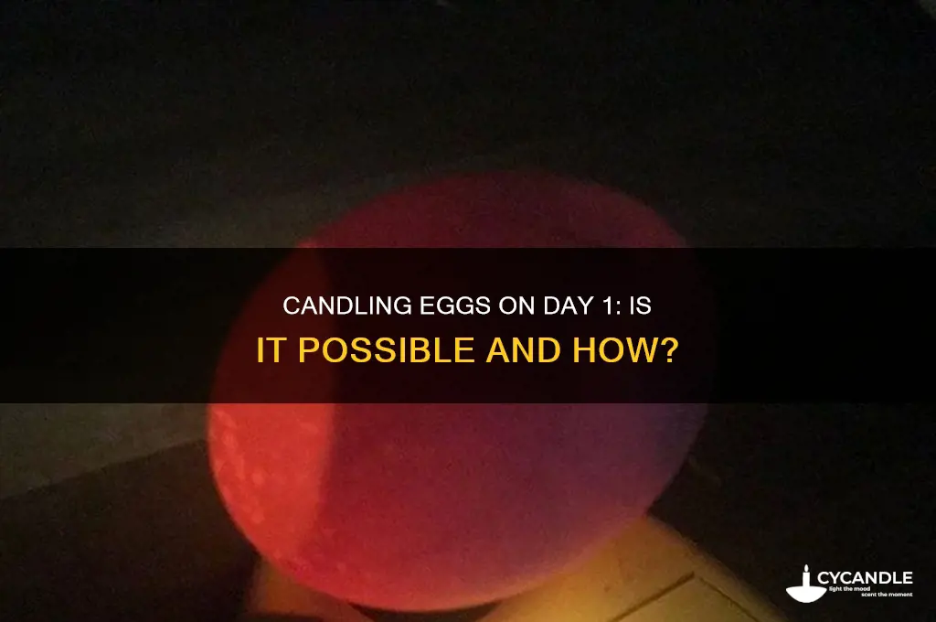 can you candle an egg on day 1