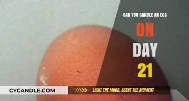 Candling Eggs on Day 21: What to Expect and How to Do It