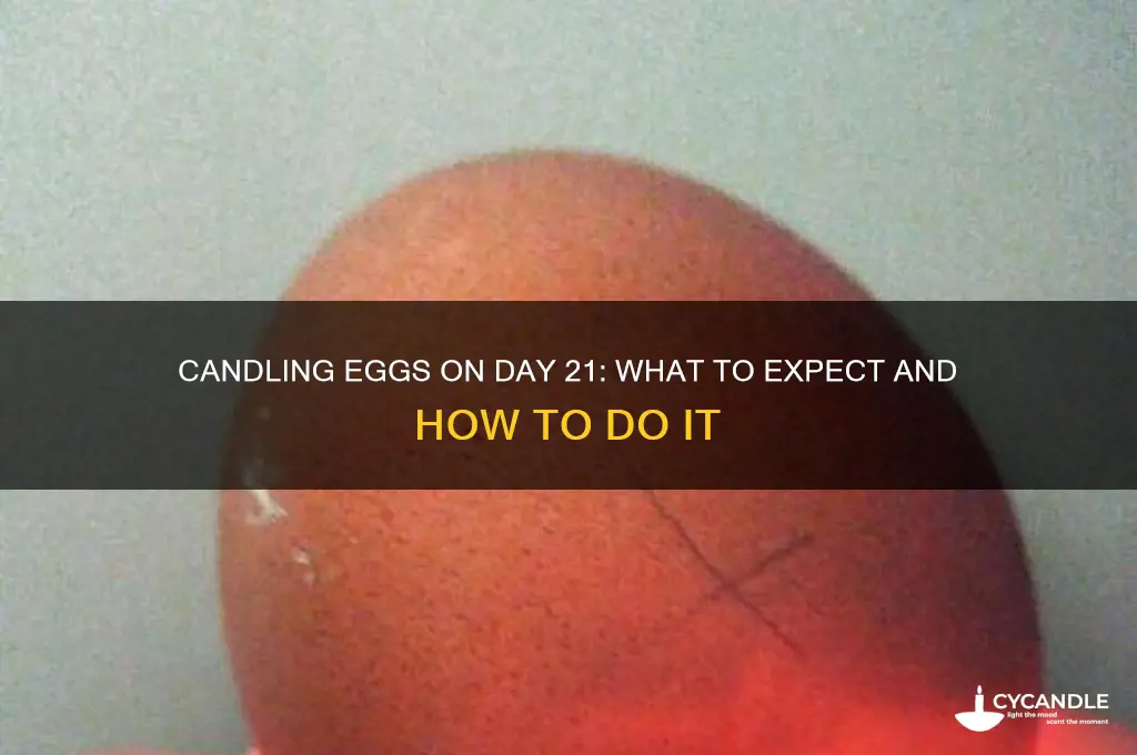 can you candle an egg on day 21