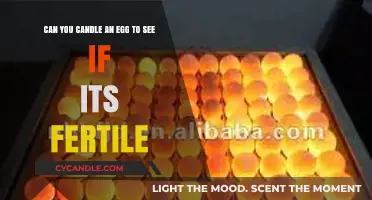 Candling Eggs: How to Check Fertility with a Simple Technique