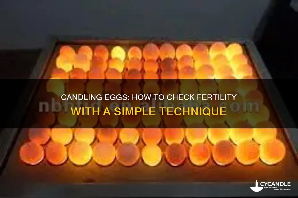 can you candle an egg to see if its fertile