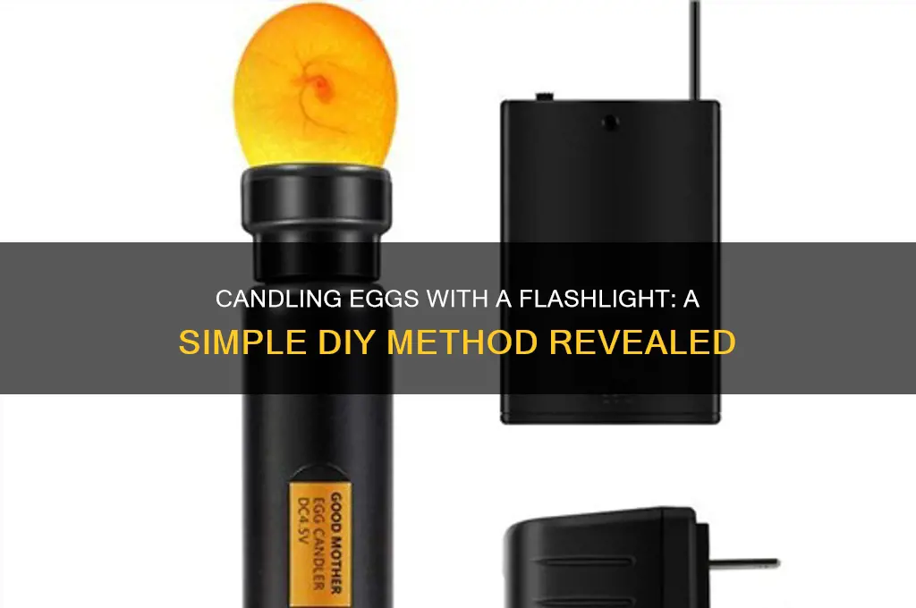can you candle an egg with a flashlight