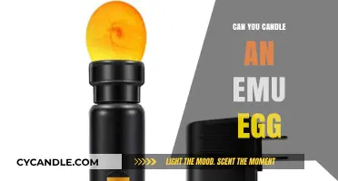 Candling Emu Eggs: Techniques, Tips, and What to Expect