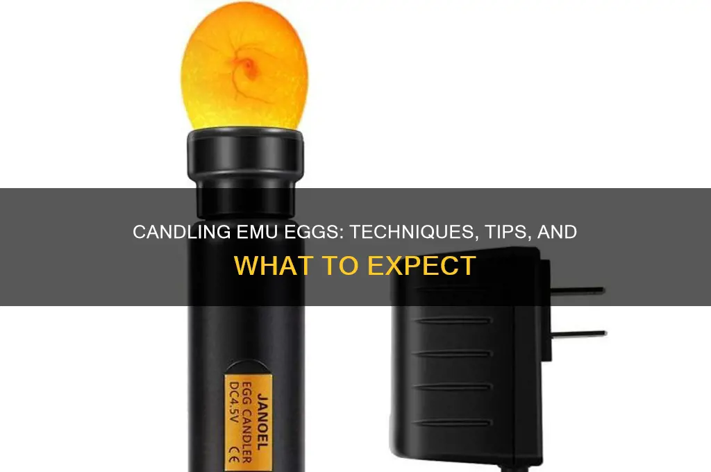 can you candle an emu egg
