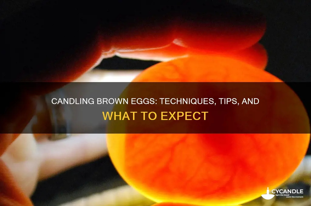 can you candle brown eggs