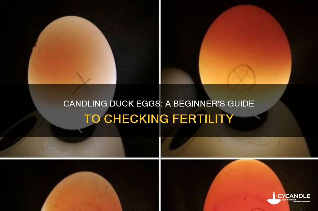 can you candle duck eggs