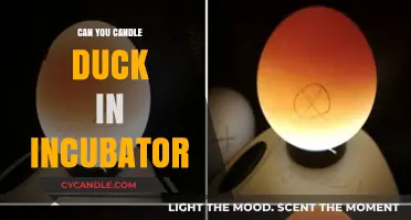 Candling Duck Eggs in an Incubator: Tips and Techniques for Success