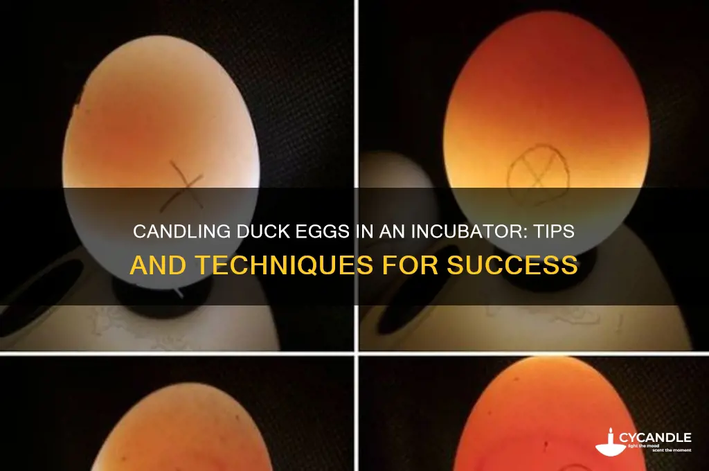 can you candle duck in incubator