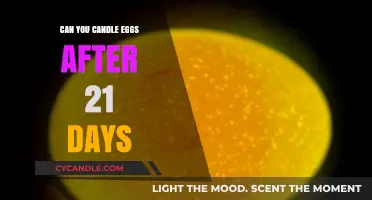 Candling Eggs After 21 Days: What to Expect and Why