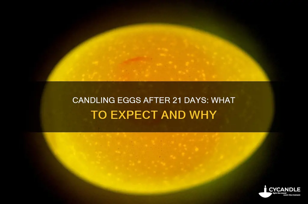 can you candle eggs after 21 days