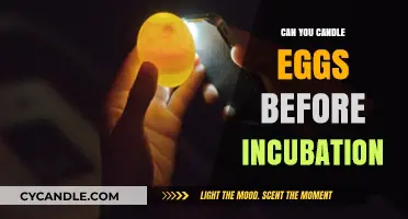 Candling Eggs Before Incubation: Essential Tips for Successful Hatching