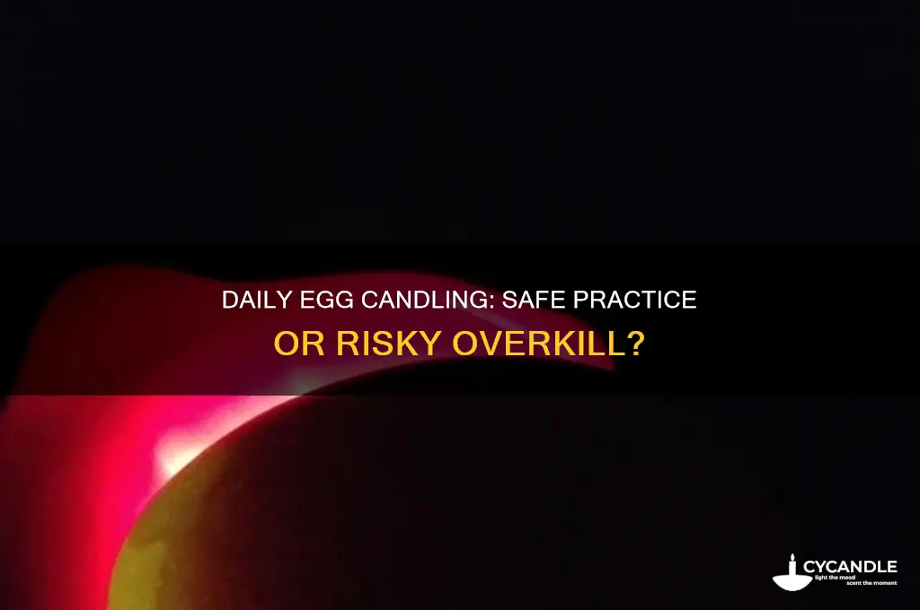 can you candle eggs every day
