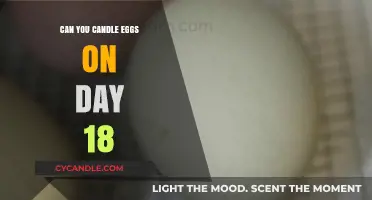 Candling Eggs on Day 18: What to Expect and Look For