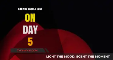 Candling Eggs on Day 5: What to Expect and How to Do It