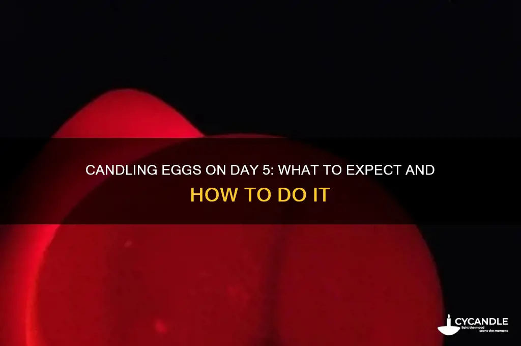 can you candle eggs on day 5
