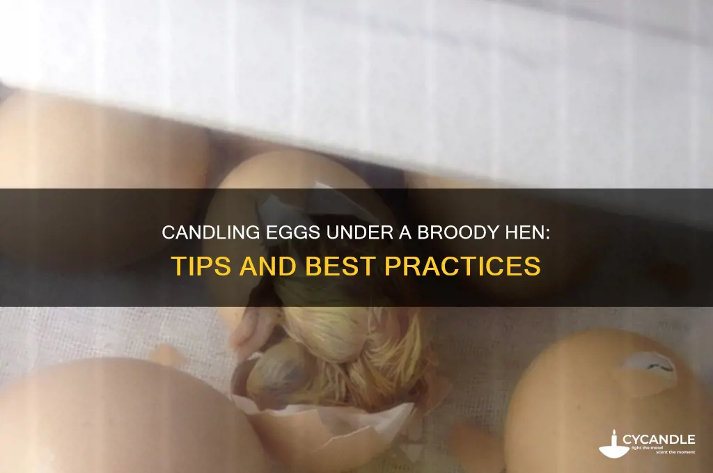 can you candle eggs under a broody hen