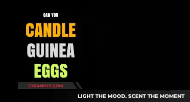 Candling Guinea Eggs: A Beginner's Guide to Checking Fertility