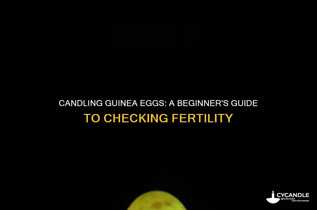 can you candle guinea eggs