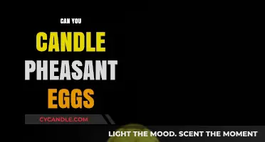 Candling Pheasant Eggs: Techniques, Timing, and Tips for Success