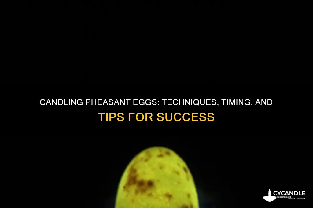 can you candle pheasant eggs