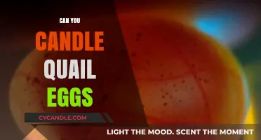 Candling Quail Eggs: A Beginner's Guide to Checking Fertility