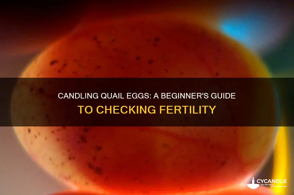 can you candle quail eggs