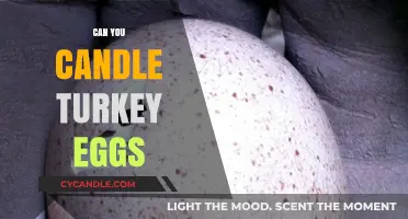 Candling Turkey Eggs: A Beginner's Guide to Hatching Success