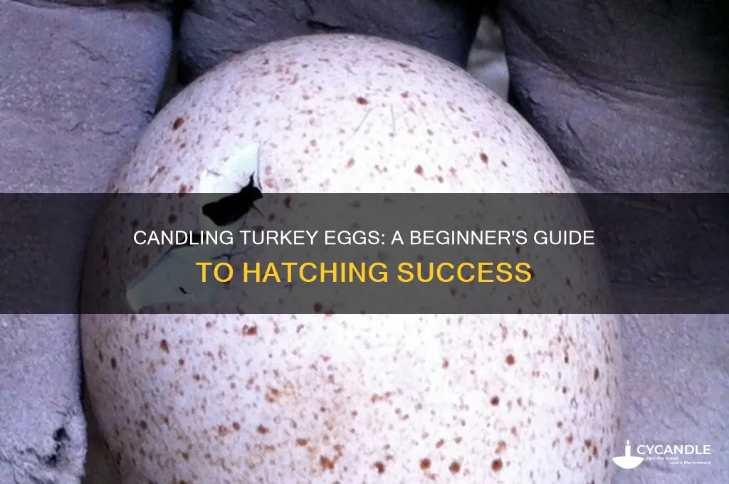can you candle turkey eggs