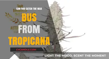 Catching the Wax Bus from Tropicana: Routes, Schedules, and Tips