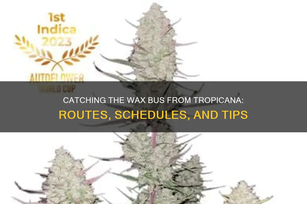 can you catch the wax bus from tropicana