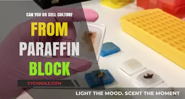 Cell Culture from Paraffin Blocks: Feasibility and Techniques Explored