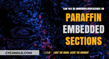 Immunofluorescence on Paraffin-Embedded Sections: Techniques and Best Practices