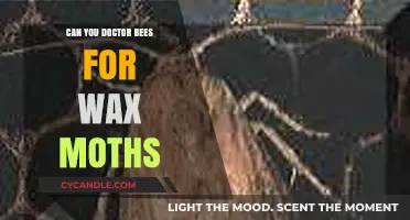 Treating Bees for Wax Moths: Effective Methods for Beekeepers
