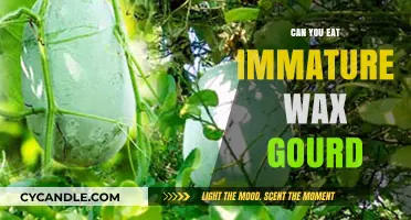 Can You Eat Immature Wax Gourd? Benefits, Risks, and Preparation Tips