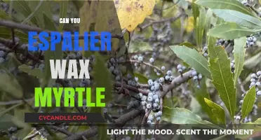 Espalier Wax Myrtle: Creative Techniques for Shaping Your Garden Hedge