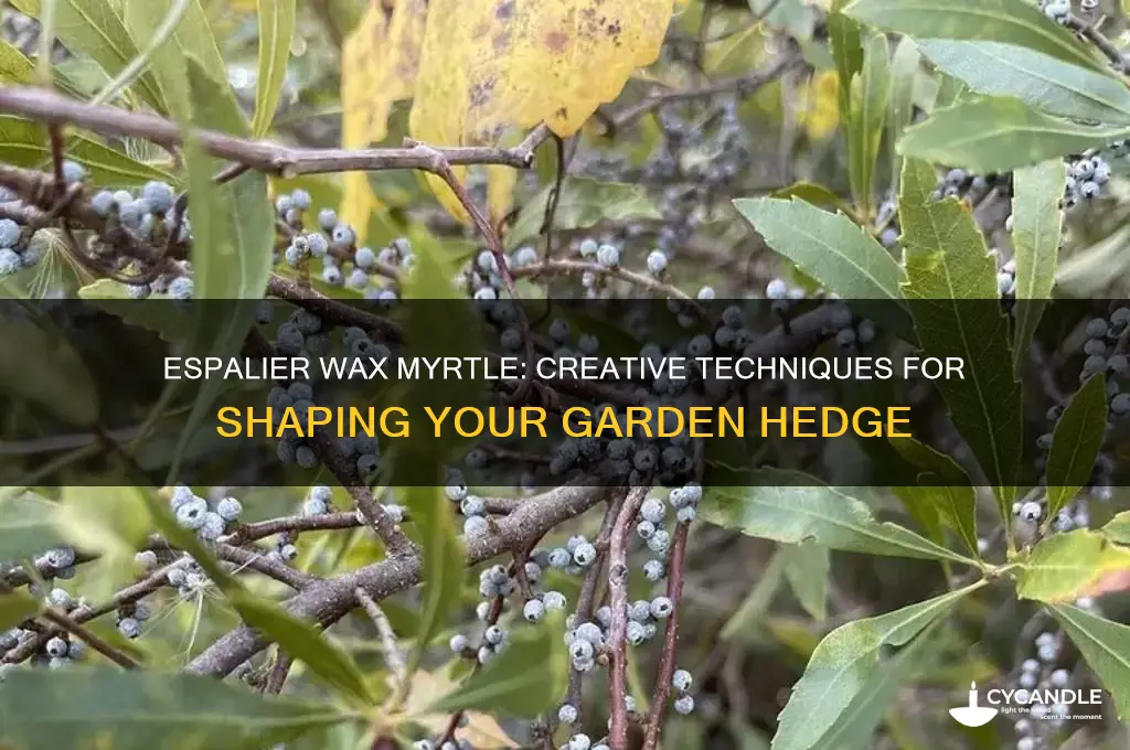 can you espalier wax myrtle