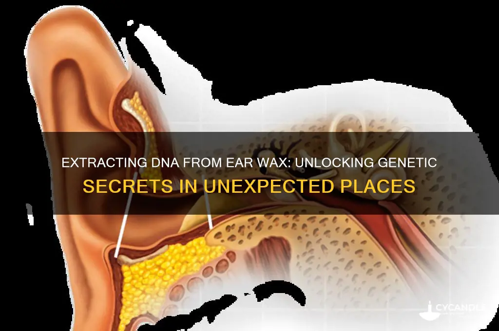 can you extract dna from ear wax