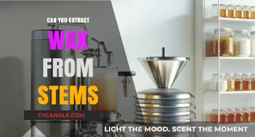 Extracting Wax from Stems: A Comprehensive Guide for Beginners
