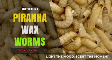 Feeding Piranhas Wax Worms: Safe, Nutritious, or Risky Choice?