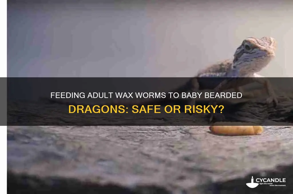 can you feed adult wax worms to baby bearded draongs