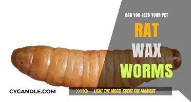 Can Pet Rats Eat Wax Worms? A Safe Feeding Guide